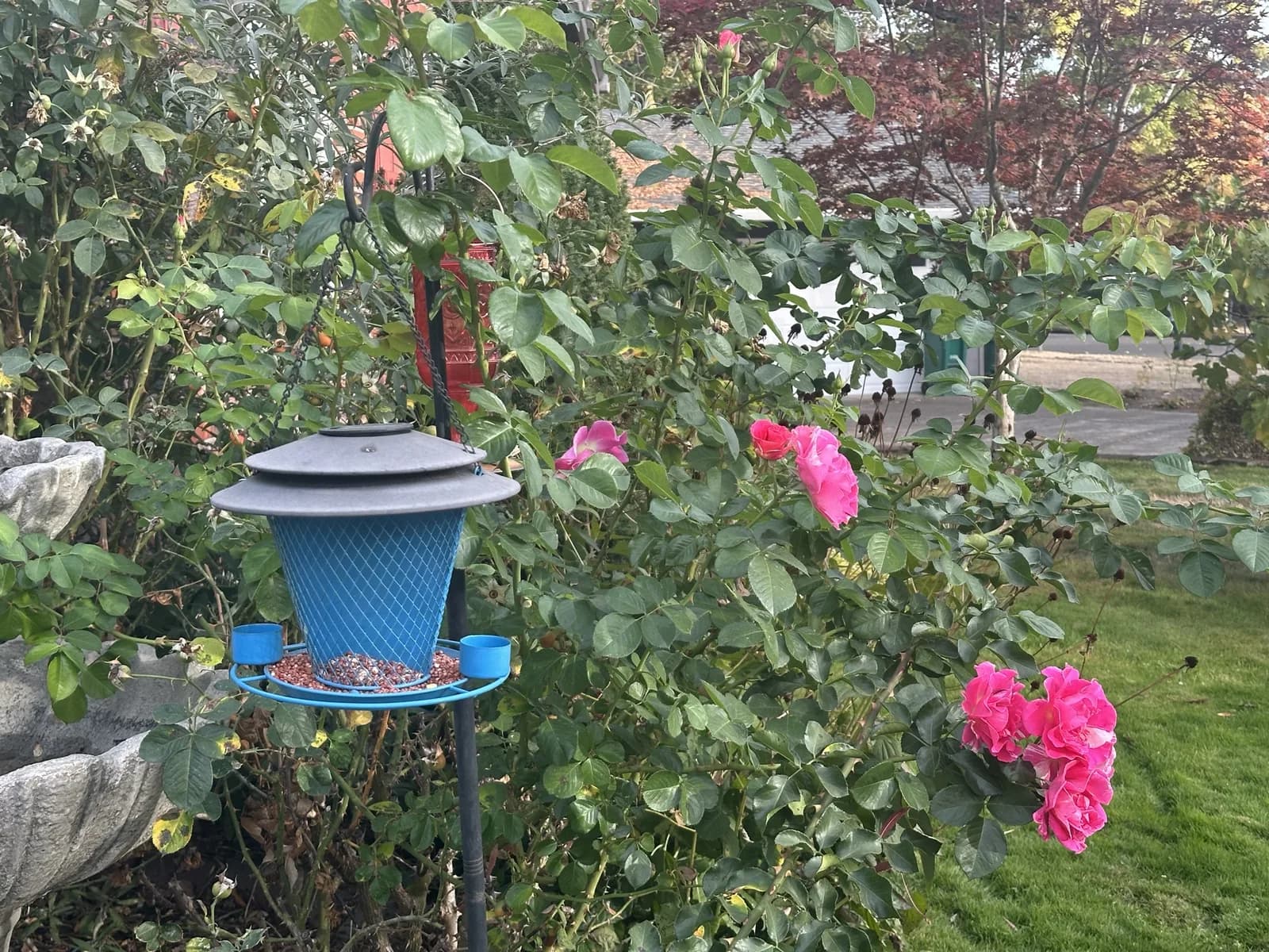Pink roses and a blue hanging planter in Angel Light’s front garden.
